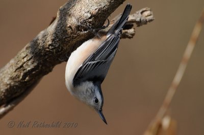 White-breasted Nuthatch DSCN_226303.JPG