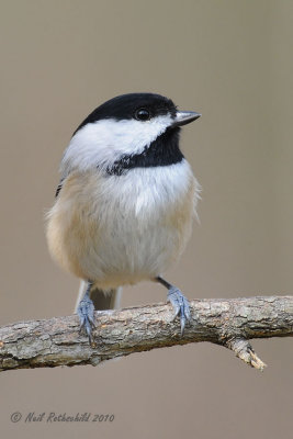 Carolina Chickadee DSCN_226312.JPG