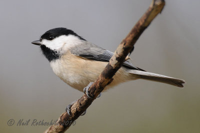 Carolina Chickadee DSCN_226316.JPG