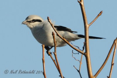 Northern Shrike DSCN_226500.JPG