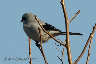 Northern Shrike DSCN_226502.JPG