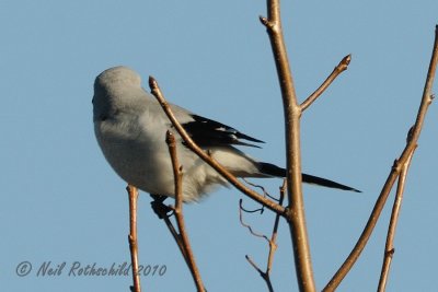 Northern Shrike DSCN_226503.JPG