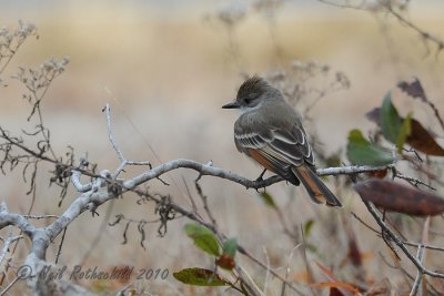 Ash-throated Flycatcher DSCN_228494.JPG