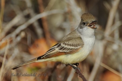 Ash-throated Flycatcher DSCN_228613.JPG