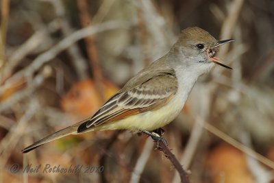 Ash-throated Flycatcher DSCN_228617.JPG