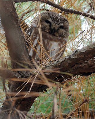 Northern Saw-whet Owl DSCN_228881A.JPG