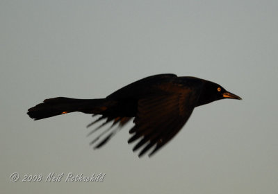 Assateague 2008
