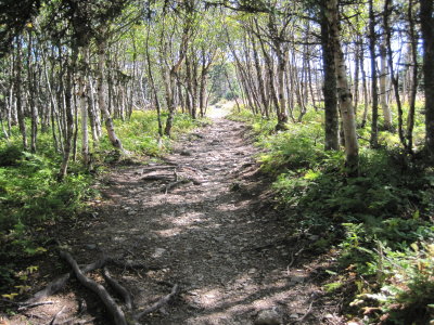 Pretty path on our hike