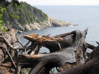 Scene through the driftwood