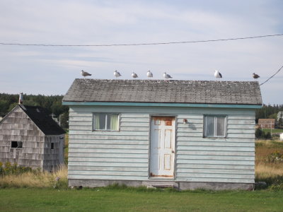 Gulls in a Row