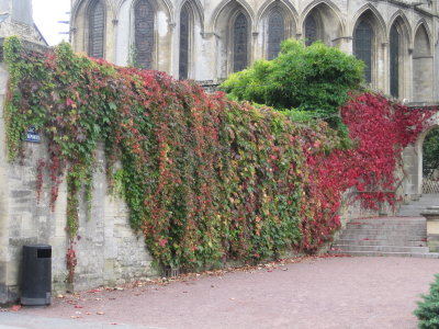 Bayeux foliage.JPG