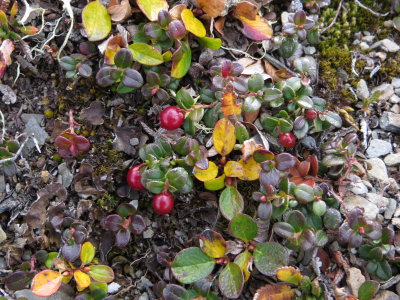 Ground Berries