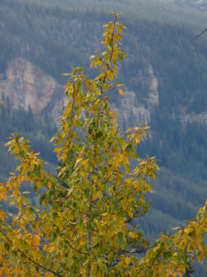 Aspen on Icefield Parkway