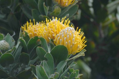 Flowers in Cape of Good Hope