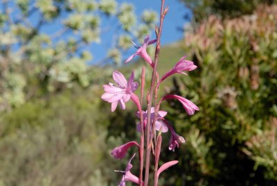 Flowers in Table Mountain