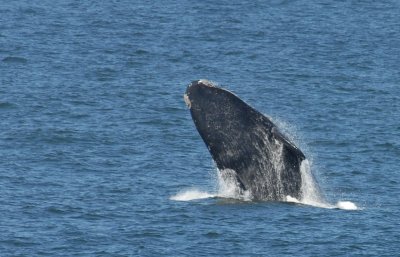 Southern Right  Whale