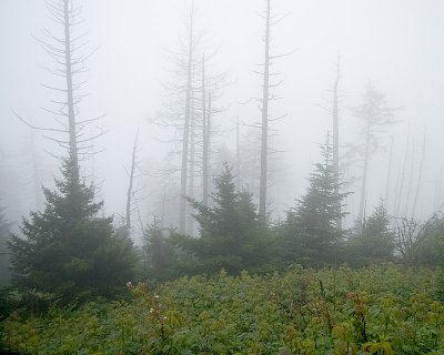 IMG_3720-c.jpg
