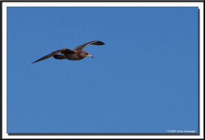 Birds over Lake Washington