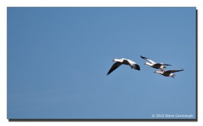 December 4, 2010 Goose Shoot