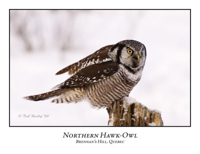 Northern Hawk Owl-022