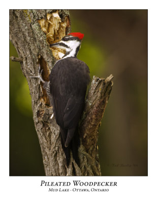 Pileated Woodpecker-011