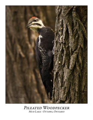 Pileated Woodpecker-012