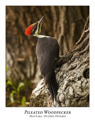 Pileated Woodpecker-013