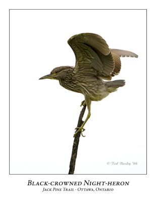 Black-crowned Night-heron-010