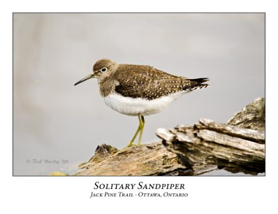 Solitary Sandpiper-002