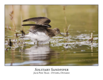 Solitary Sandpipers