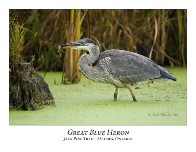 Great Blue Heron-031