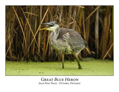 Great Blue Heron-033