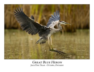 Great Blue Heron-035
