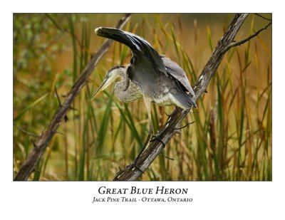 Great Blue Heron-036