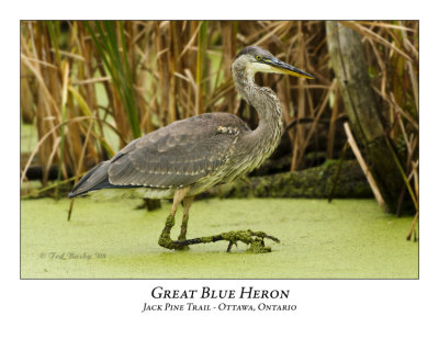 Great Blue Heron-037