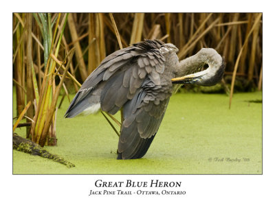 Great Blue Heron-038