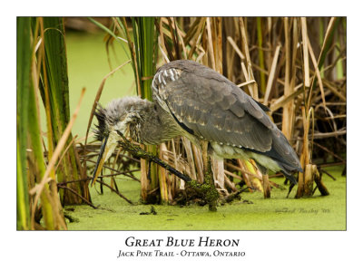 Great Blue Heron-039