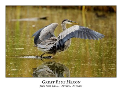 Great Blue Heron-043