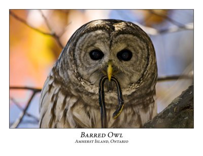 Barred Owl-003
