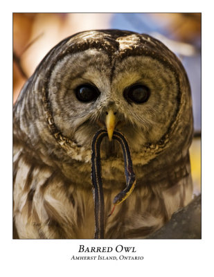 Barred Owl-004