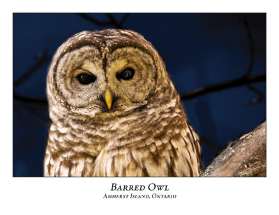 Barred Owl-008