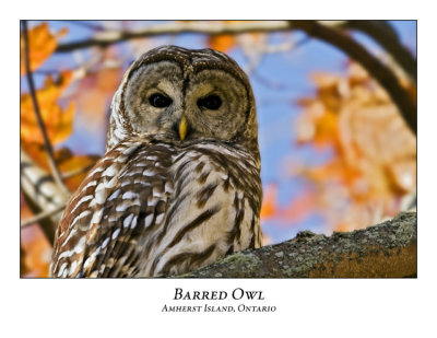 Barred Owl-009