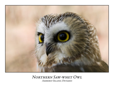 Northern Saw-whet Owl-005
