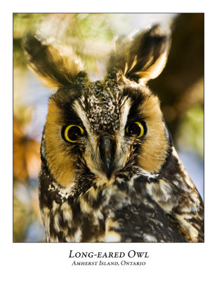 Long-eared Owl-003