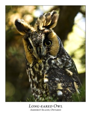Long-eared Owl-005