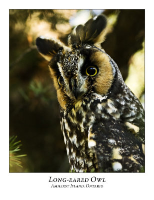 Long-eared Owl-006