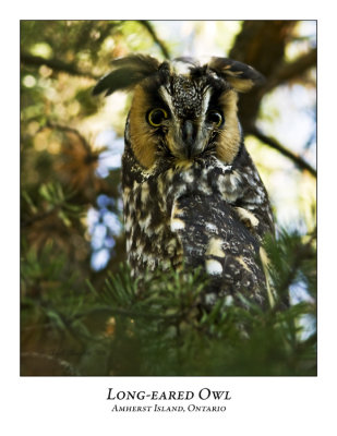 Long-eared Owl-007