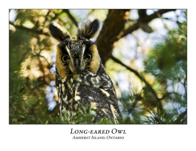 Long-eared Owl-008