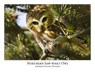 Northern Saw-whet Owl-009