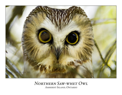 Northern Saw-Whet Owl-007